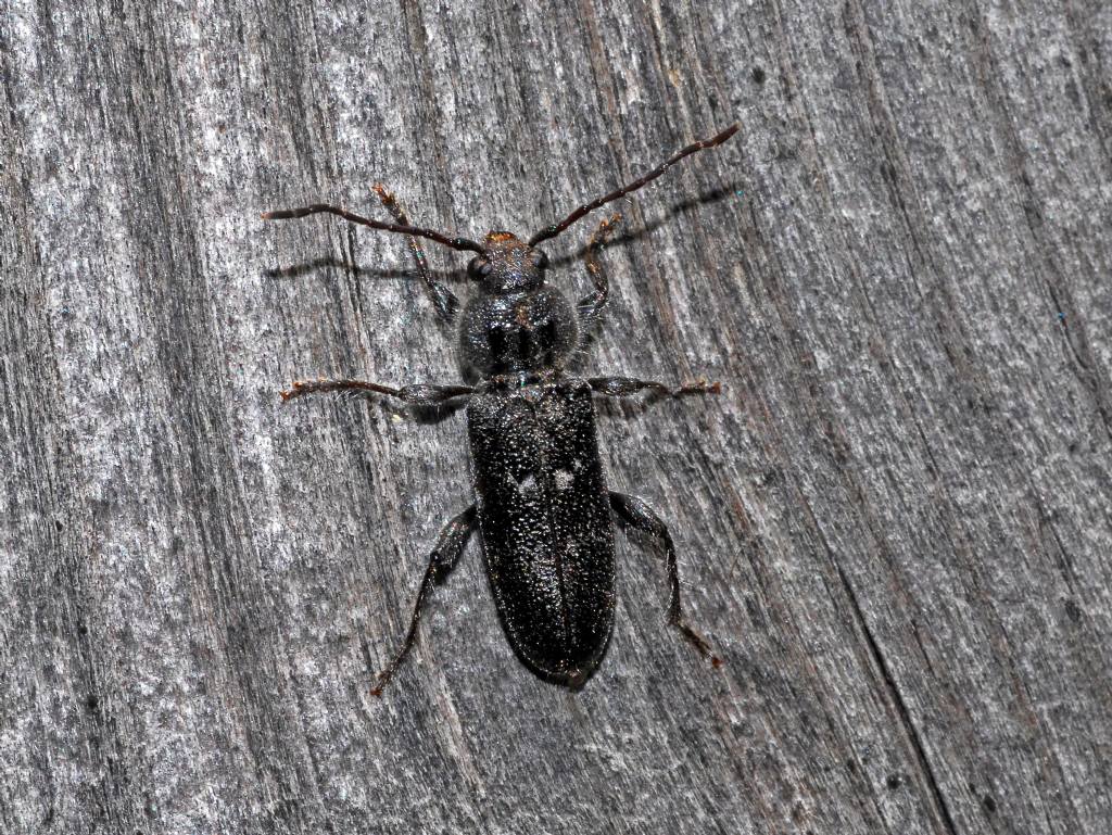 Cerambycidae: Hylotrupes bajulus